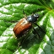 Hoe zich te ontdoen van insecten op aardbeien?