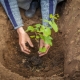 Hoe druiven naar een andere plaats te transplanteren?