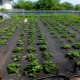 Hoe aardbeien onder zwart afdekmateriaal planten?