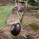 Hoe auberginezaailingen in de volle grond of in een kas planten?