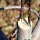 Hoe een appelboom planten?