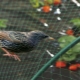 Hoe aardbeien beschermen tegen vogels?