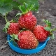 Strawberry Queen: kenmerken en kenmerken van landbouwtechnologie 