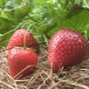 Strawberry Darselect: variety description and cultivation techniques