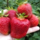 Strawberry Jolie: kenmerken, planten en verzorgen