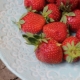 Strawberry Fairy: kenmerken van het ras en landbouwtechnologie