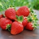 Strawberry Fleur: opis i proces uprawy 