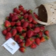 Strawberry Furor: rasbeschrijving en teelt