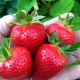 Strawberry Irma: raskenmerken en teelt