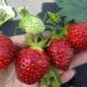 Strawberry Kama: rasbeschrijving en landbouwtechnologie