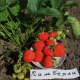 Strawberry Kimberly (Wima Kimberly): kenmerken en teelt