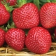 Strawberry Malvina: description and cultivation rules