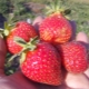 Strawberry Ostara: kenmerken van het ras en landbouwtechnologie