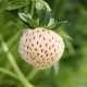 Truskawka Pineberry: opis odmiany, sadzenie i pielęgnacja