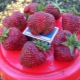 Strawberry Ruby-hanger: rasbeschrijving en teelt