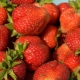 Strawberry San Andreas: characteristics and cultivation of varieties