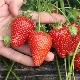 Strawberry Selva: rasbeschrijving en teeltkenmerken