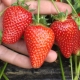 Strawberry Syria: beschrijving van het ras en tips over landbouwtechnologie 