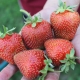 Strawberry Elephant: raskenmerken en groeikenmerken