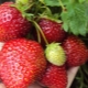 Strawberry Nightingale: sordikirjeldus ja kasvuomadused