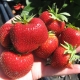 Strawberry Zephyr: rasbeschrijving en teelt