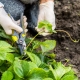 Wanneer moet je de snorharen van aardbeien trimmen?