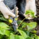 Wanneer trim je de snor van aardbeien in de zomer en hoe doe je dat goed?