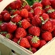 Description of the variety and features of growing strawberries Bereginya