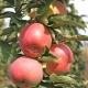 Beschrijving van de variëteit van de zuilvormige appelboom 