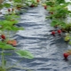 Eigenschappen en gebruik van afdekmateriaal voor aardbeien