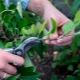 Kenmerken van het snoeien van zuilvormige appelbomen