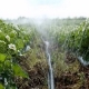 Kenmerken van aardbeien water geven tijdens de bloei