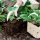 Kenmerken van het planten van aardbeien in augustus