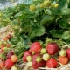 Kenmerken van zorg voor aardbeien in de lente