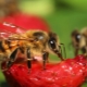 Wespen eten aardbeien: oorzaken en methoden van strijd