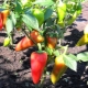 Peper: planten en verzorgen in het open veld