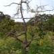 Waarom verdroogt een appelboom en hoe kan een boom worden gered?