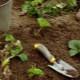 Een bed voorbereiden voor aardbeien: een locatie bepalen voor planten, schikken en voeren