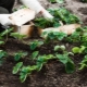 Aardbeien planten en verzorgen in juli