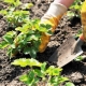 Aardbeien planten en hoe ze te verzorgen