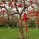 Schade aan de schors van een appelboom: oorzaken en methoden voor hun eliminatie