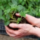 Regels en kenmerken van het verplanten van aardbeien in de herfst