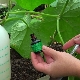 Regels voor het gebruik van briljant groen voor komkommers en tomaten