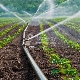 Regels voor het water geven van aardbeien tijdens de bloei 