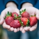 Regels voor het voeren van aardbeien in de zomer