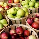 Early varieties of apples: advantages and disadvantages, description and selection tips