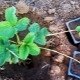 Vermeerdering van aardbeien met snor in de zomer