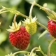 Recepten voor het oogsten van wilde aardbeien voor de winter