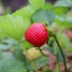 Repareer aardbeien: teelt en verzorging