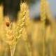 Eigenschappen, voordelen en nadelen van gerst